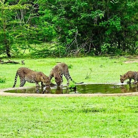 Отель Yala Leopard Mobile Camp Экстерьер фото