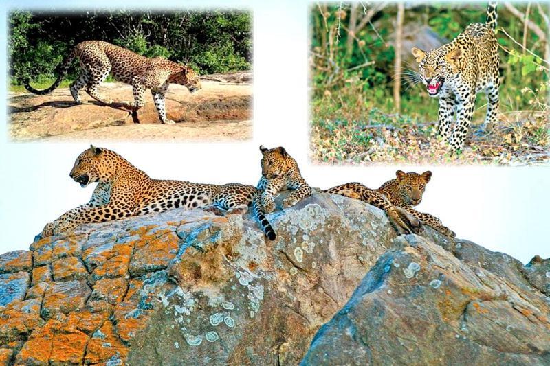 Отель Yala Leopard Mobile Camp Экстерьер фото